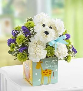 It’s a-DOG-able Boy