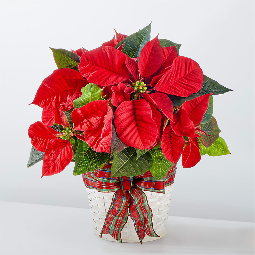 Happiest Holidays Poinsettia – 212 Floral, New York NY