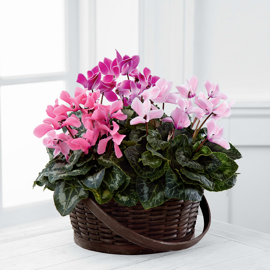 Mixed Cyclamen Planter – 212 Floral, New York NY