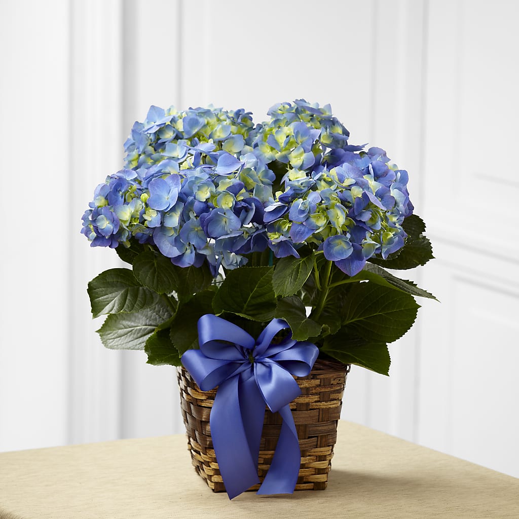 Blue Hydrangea Planter – 212 Floral, New York NY
