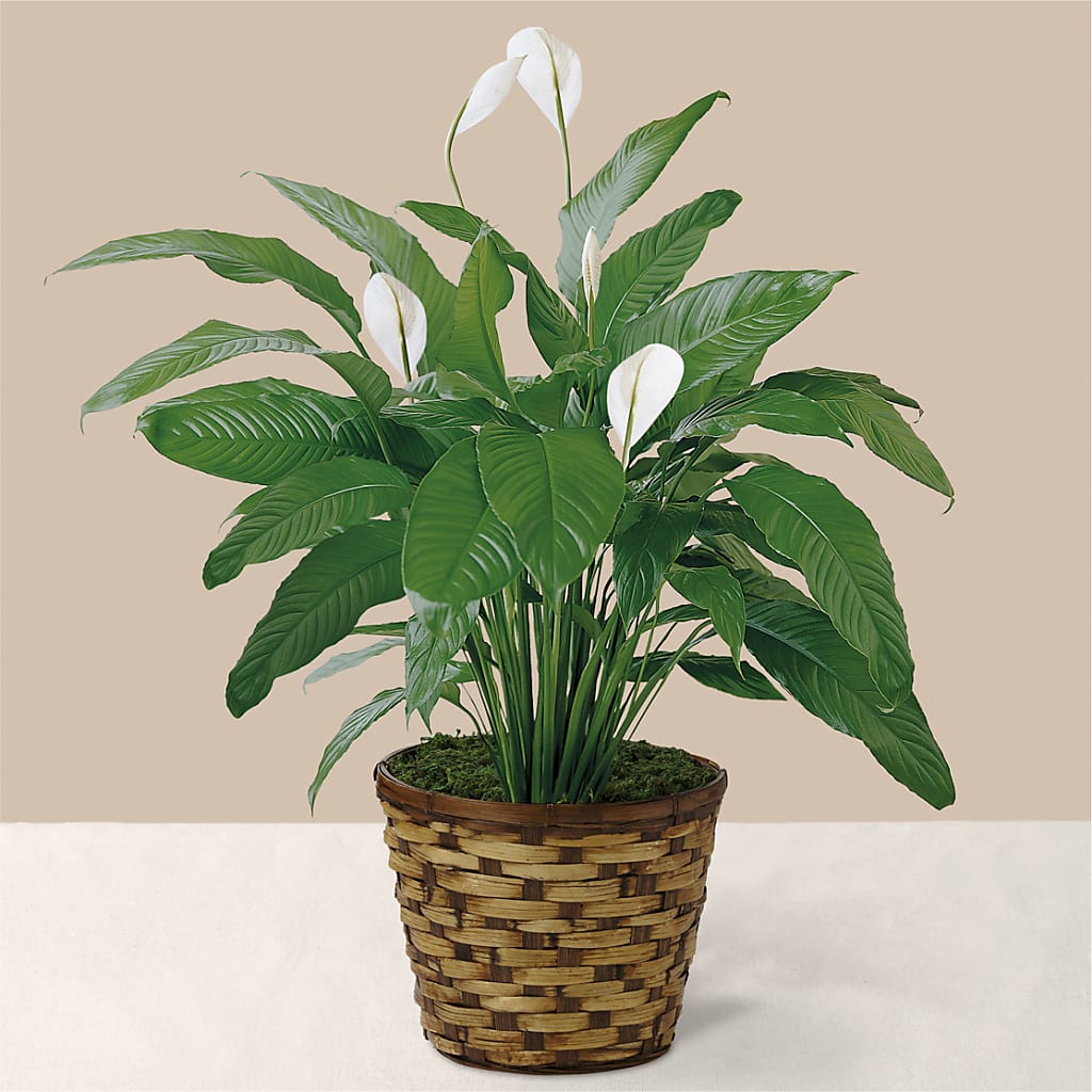 Tranquil Moments Peace Lily Plant – 212 Floral, New York NY