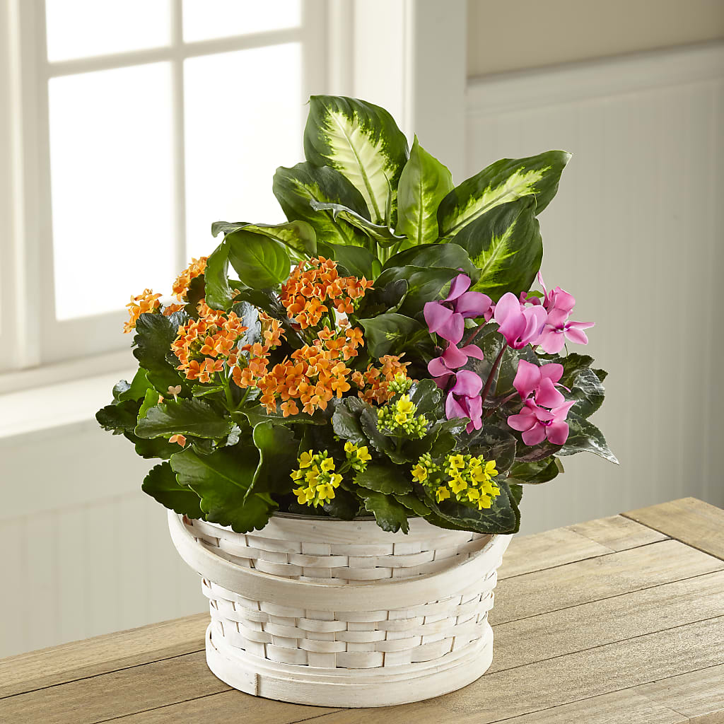 Color Crush Dishgarden – 212 Floral, New York NY