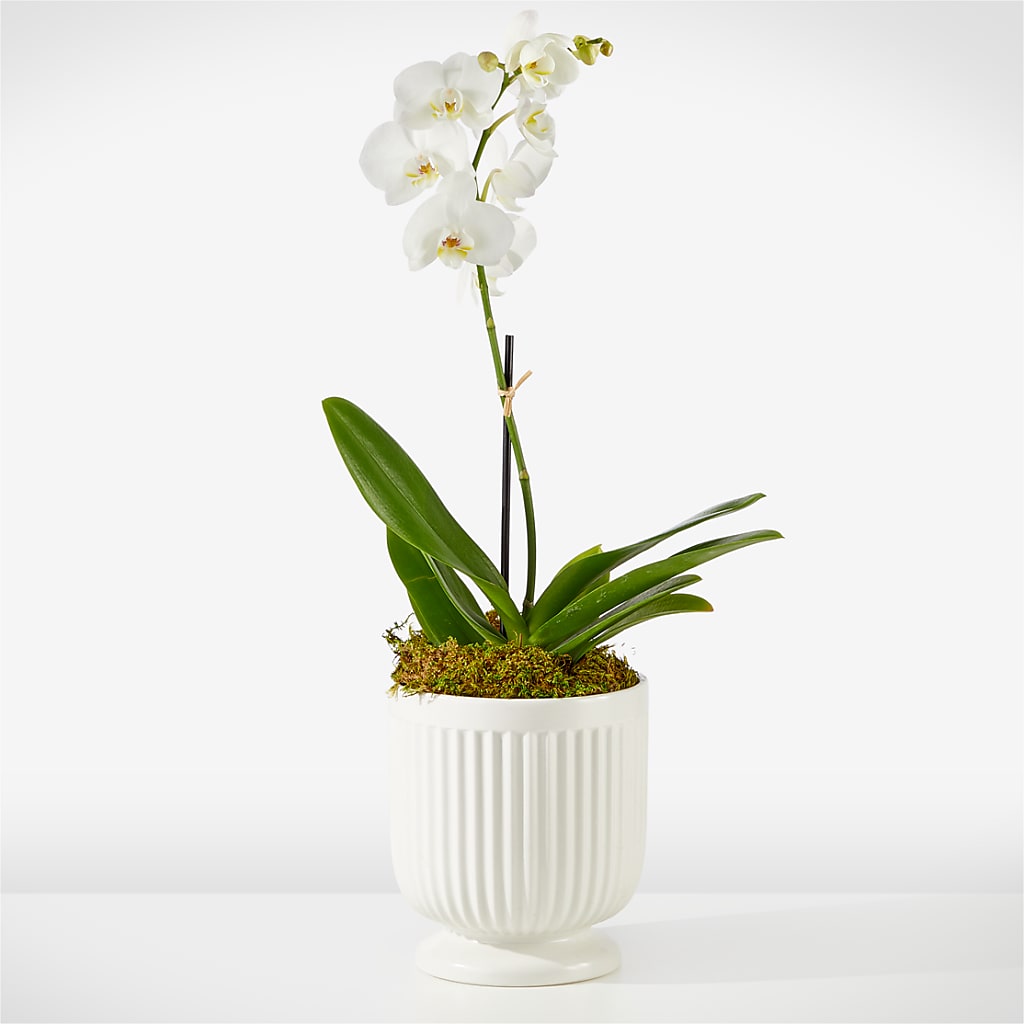 Whispering White Orchid – 212 Floral, New York NY