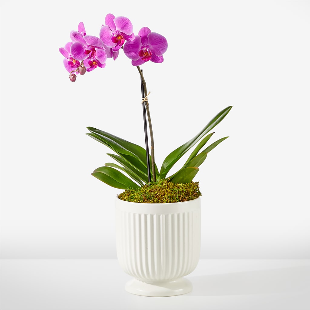 Friendly Fuchsia Orchid – 212 Floral, New York NY