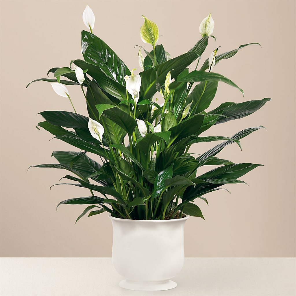 Comfort Planter – 212 Floral, New York NY