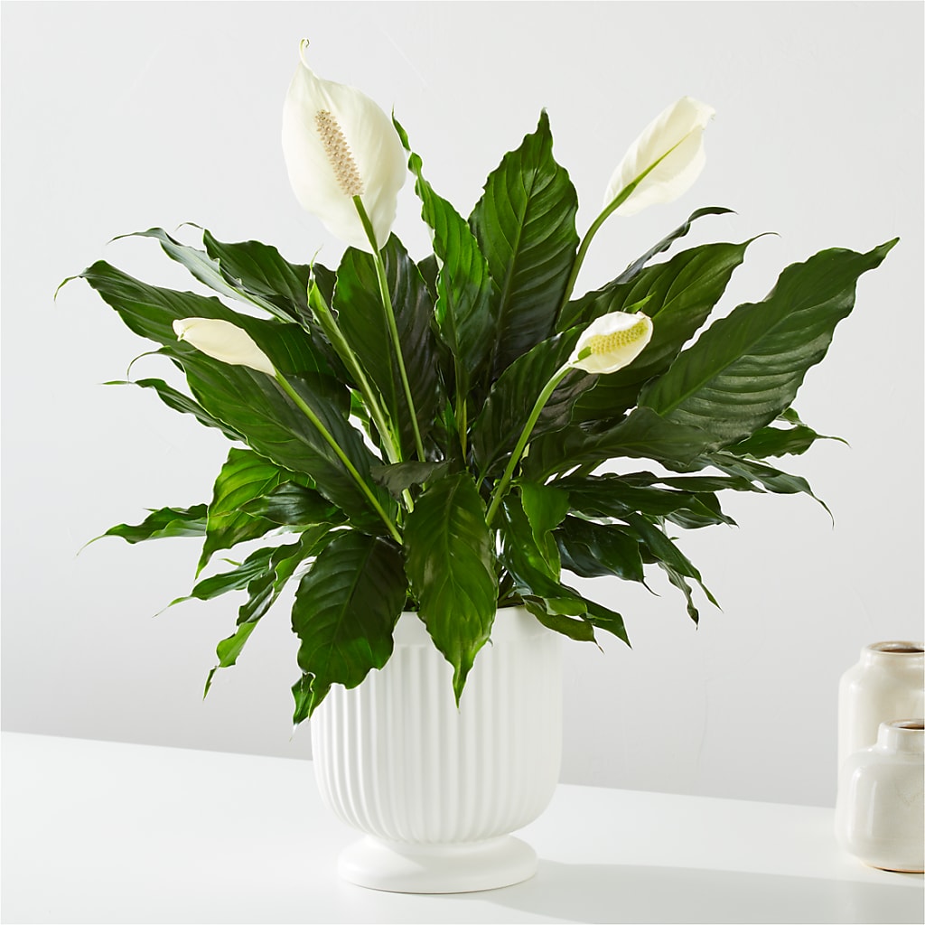 Comfort Planter – 212 Floral, New York NY