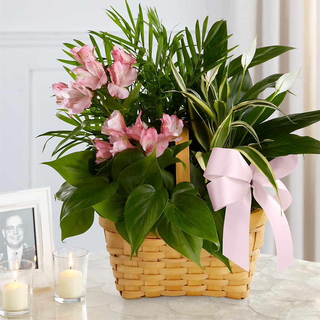 Living Spirit Dishgarden – 212 Floral, New York NY