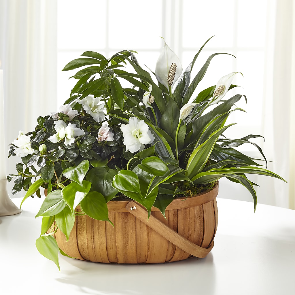 Serene Dishgarden – 212 Floral, New York NY