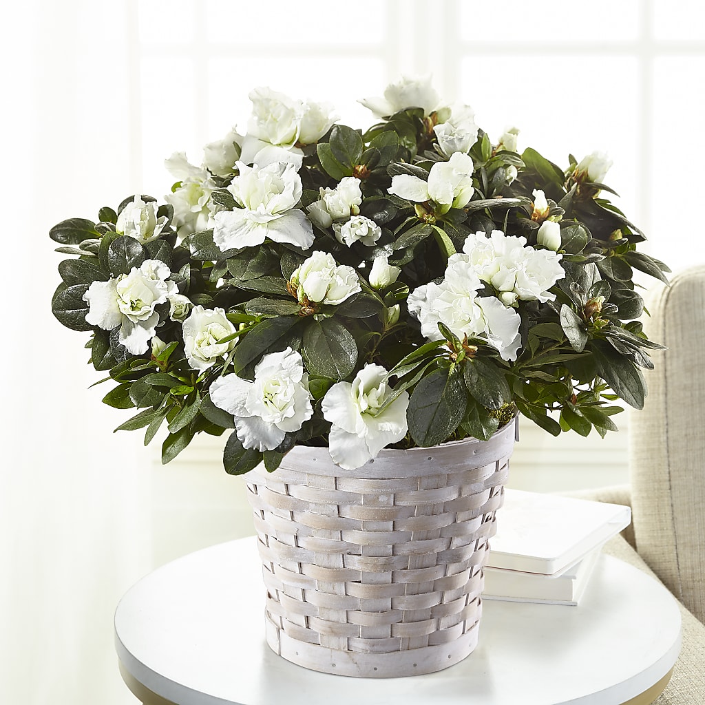 White Azalea Plant – 212 Floral, New York NY