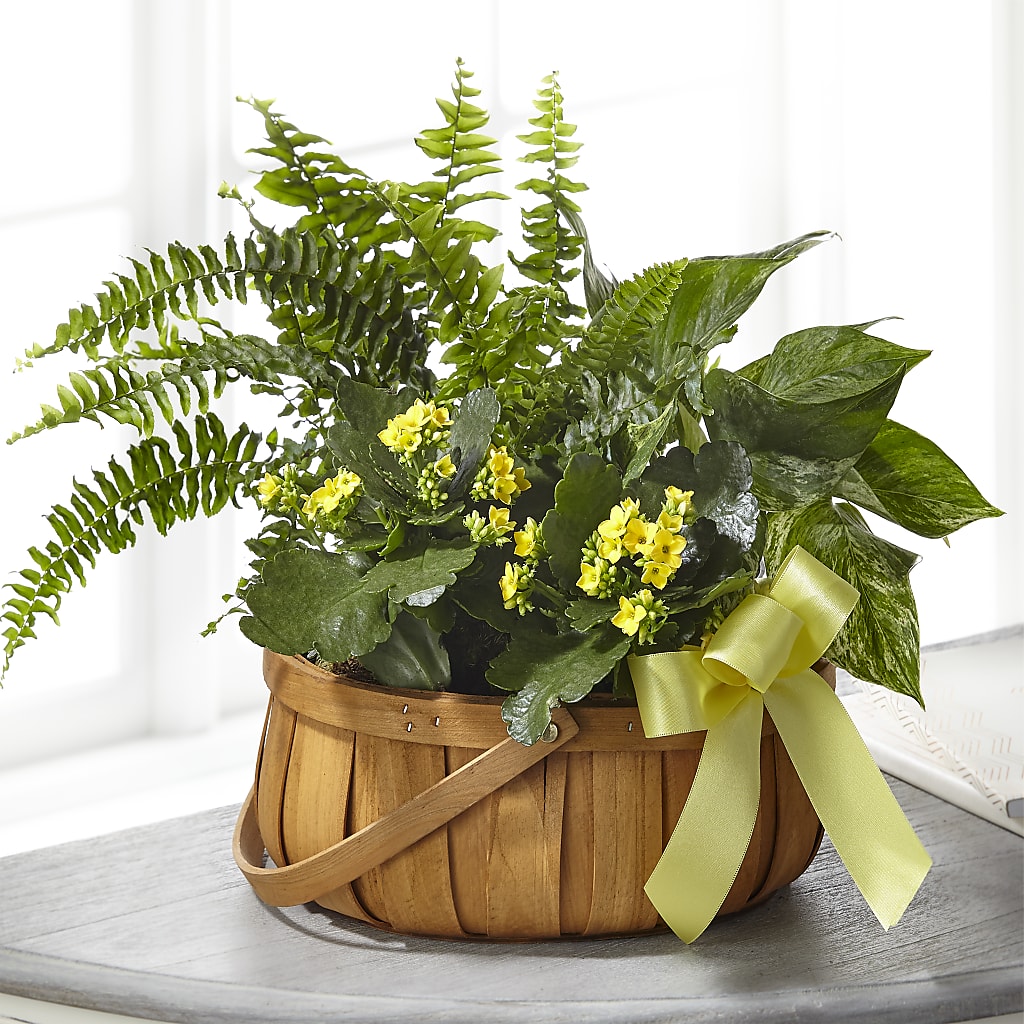 Always Dear Dishgarden – 212 Floral, New York NY