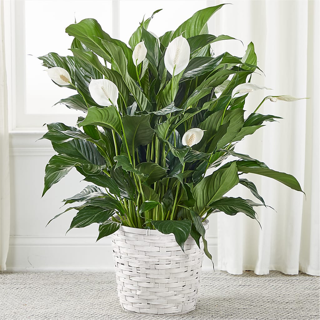 A New Leaf Peace Lily – 212 Floral, New York NY
