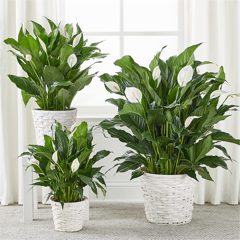 A New Leaf Peace Lily – 212 Floral, New York NY