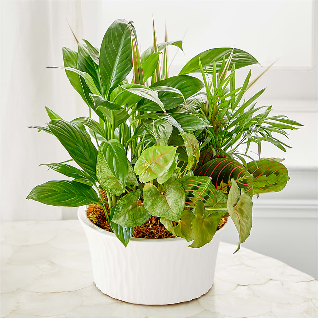Balance & Harmony Dishgarden – 212 Floral, New York NY