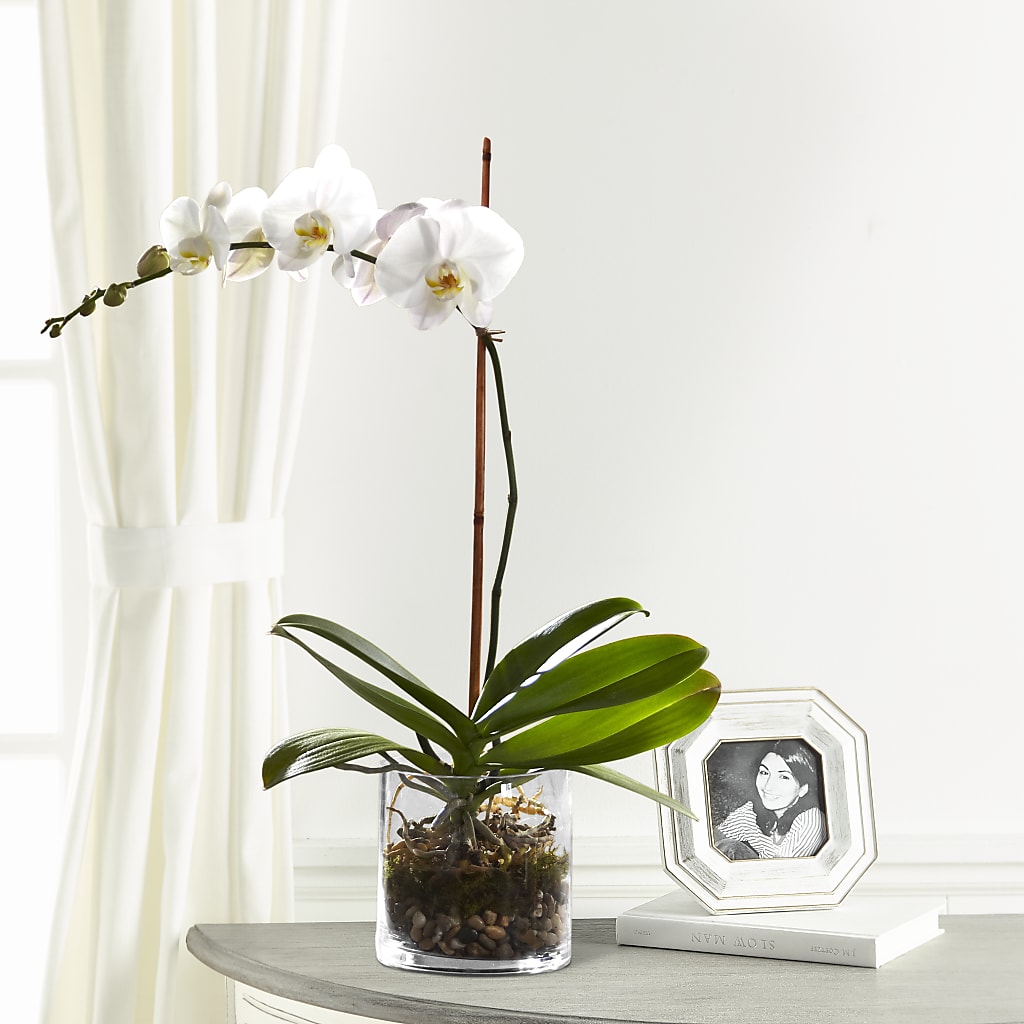 White Orchid Planter – 212 Floral, New York NY