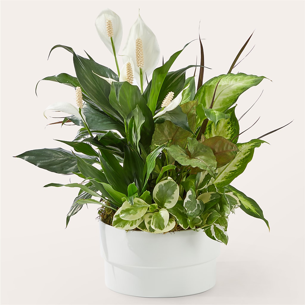Radiating Positivity Dishgarden – 212 Floral, New York NY