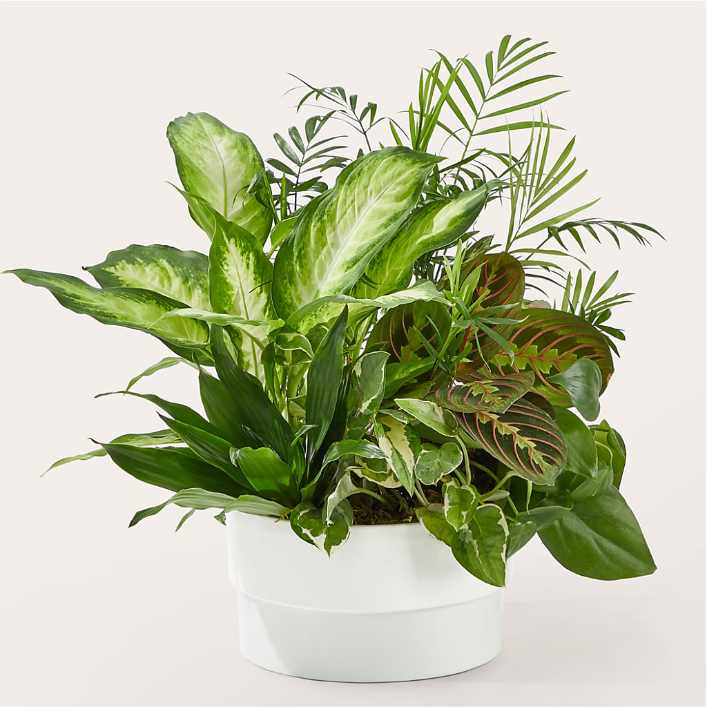 Radiating Positivity Dishgarden – 212 Floral, New York NY