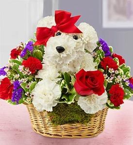 Love Pup –  212 Floral, New York NY