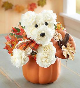 a-DOG-able for fall –  212 Floral, New York NY