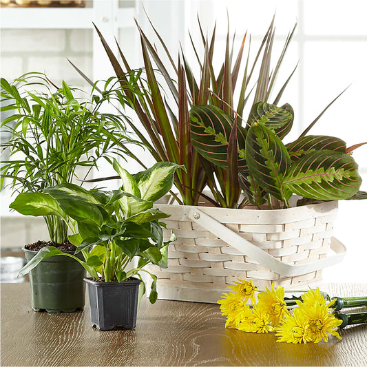 Florist Designed Blooming and Green Plants in a Basket –  212 Floral, New York NY