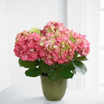 Pink Hydrangea Planter –  212 Floral, New York NY