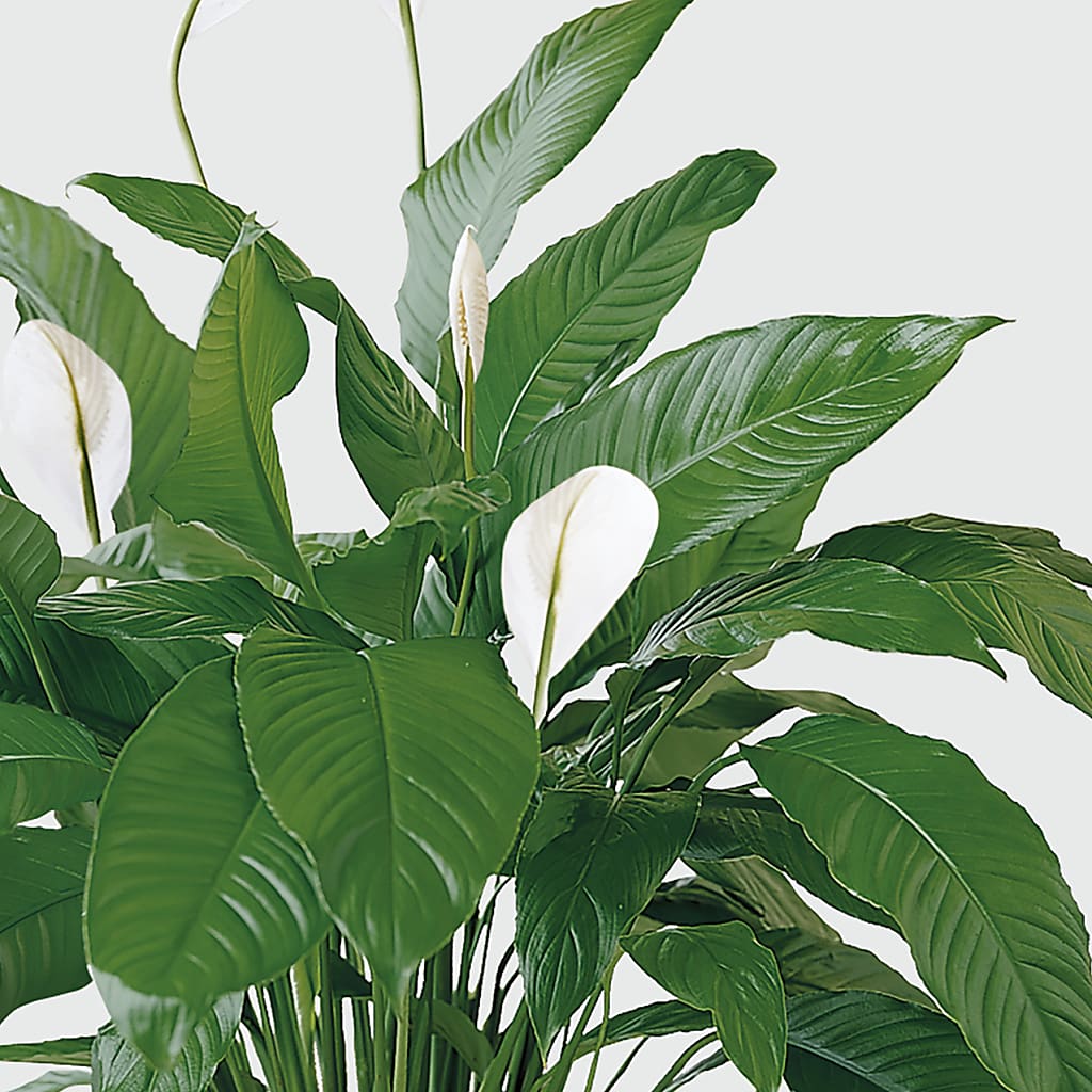 Tranquil Moments Peace Lily Plant –  212 Floral, New York NY