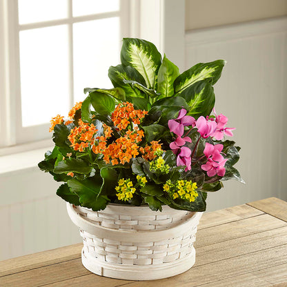 Color Crush Dishgarden –  212 Floral, New York NY
