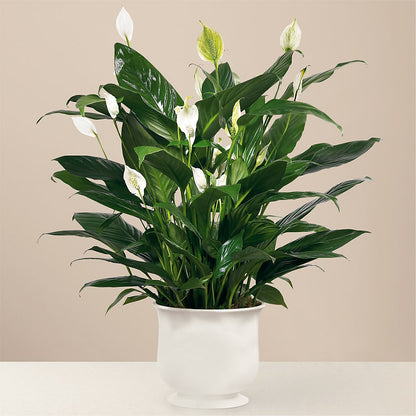 Comfort Planter –  212 Floral, New York NY