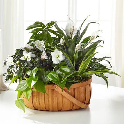 Serene Dishgarden –  212 Floral, New York NY