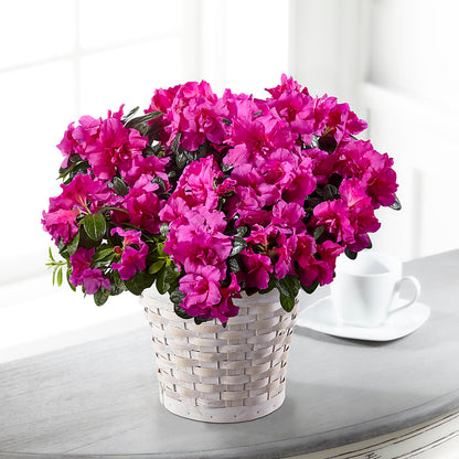 Hope & Serenity Azalea Plant –  212 Floral, New York NY
