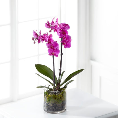 Pink Orchid Plant –  212 Floral, New York NY