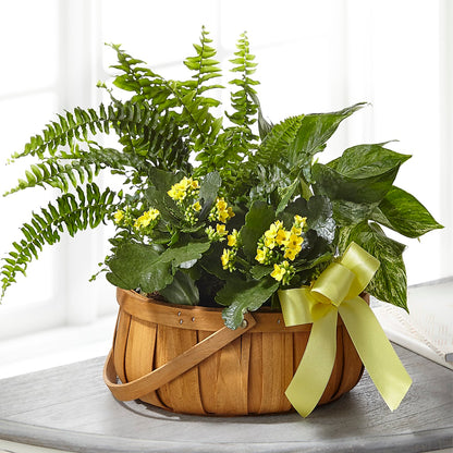 Always Dear Dishgarden –  212 Floral, New York NY