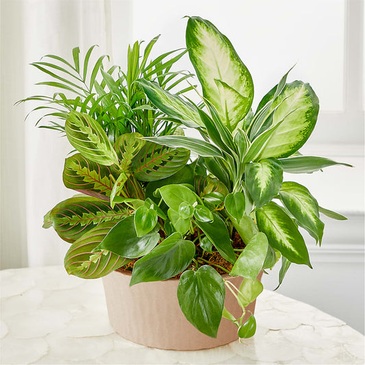 Balance & Harmony Dishgarden –  212 Floral, New York NY