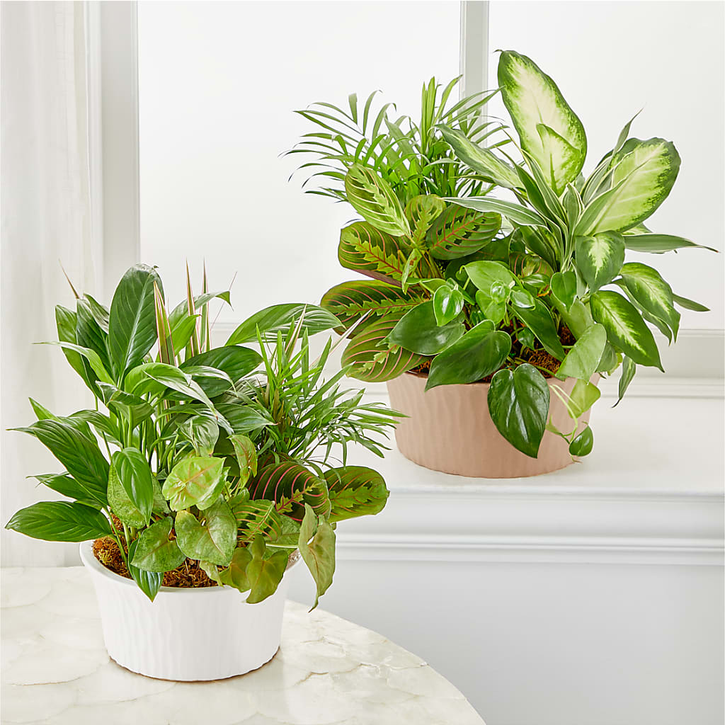 Balance & Harmony Dishgarden –  212 Floral, New York NY
