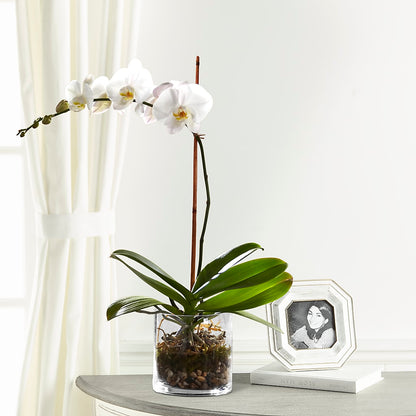 White Orchid Planter –  212 Floral, New York NY